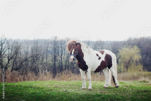 pinto pony on the meadow © Виктория Литовская