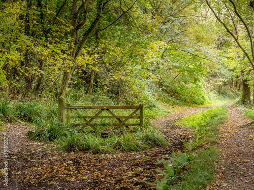 Gate in woodland with path going round it. Difficulty concept. photo