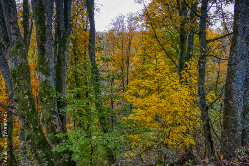 Herbst im Wald bei Winterberg