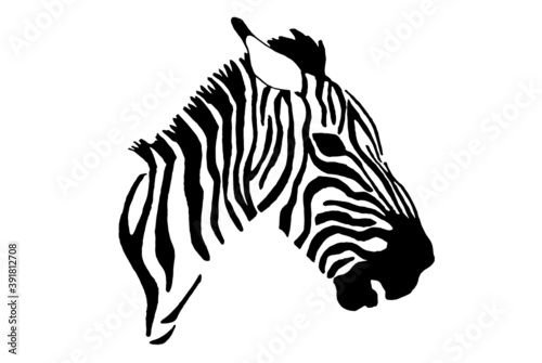 Vector portrait of zebra isolated on white background  illustration