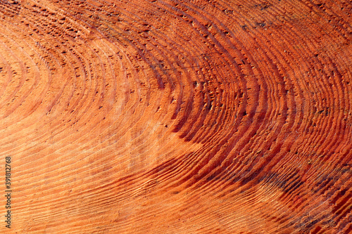 Background of fresh cut wood, top view