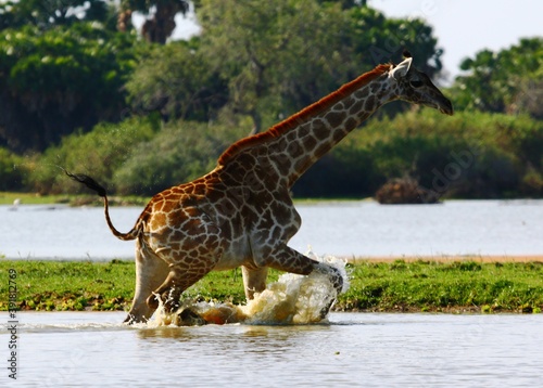 Wild giraffe running through water in Selous Game Reserve  Tanzania.