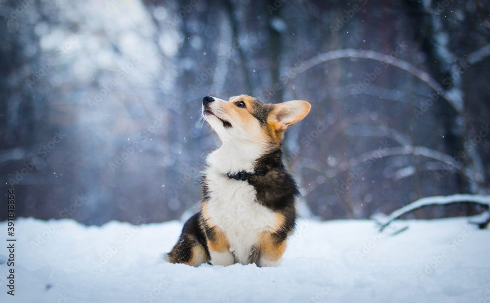 corgi dog in the snow in winter - obrazy, fototapety, plakaty 