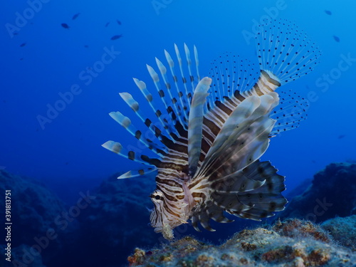 lion fish underwater Mediterranean sea lionfish close up invasive animal ocean scenery