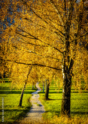 tree at a forest