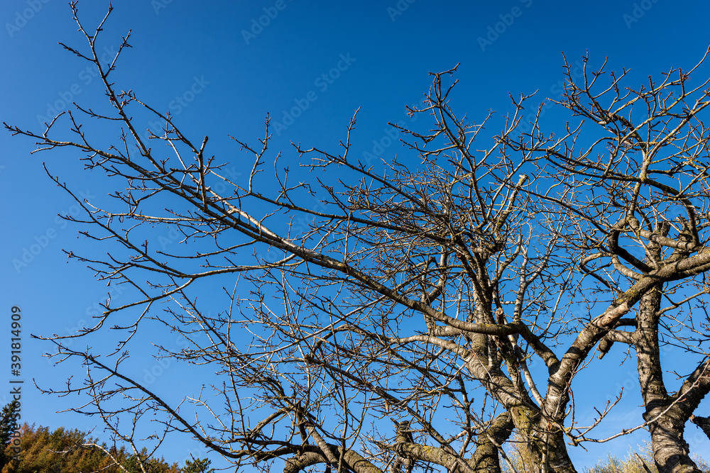 Closeup of a bare tree on clear sky in winter, Lessinia Plateau, Veneto, Italy, Europe. Closeup of a bare tree on clear sky in winter, Lessinia Plateau, Veneto, Italy, Europe.