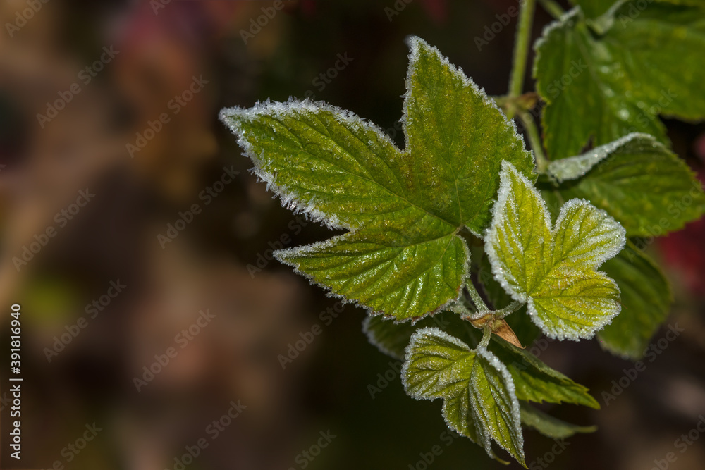 Allphotokz Frost Leaves 20161015 7861 D810 S