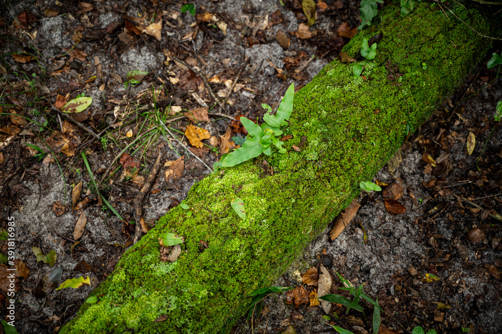 Obraz premium Green Tree Leaf on Log Growing Growth In Moss Covered Trees Logs Amid Fall Leaves On The Forest Woods Floor In The Woodlands Dark Photography Park Public Rural Wetlands HD