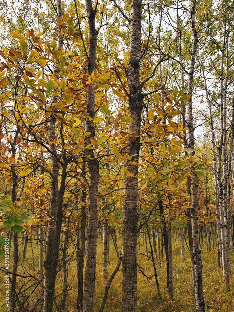 Beautiful view of a Hiking trail at Assiniboine Forest on an autumn day in Winnipeg, Manitoba, Canada