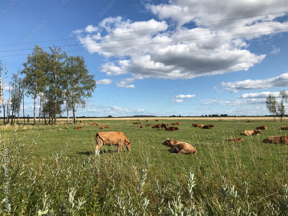 Naklejka premium Cows in countryside