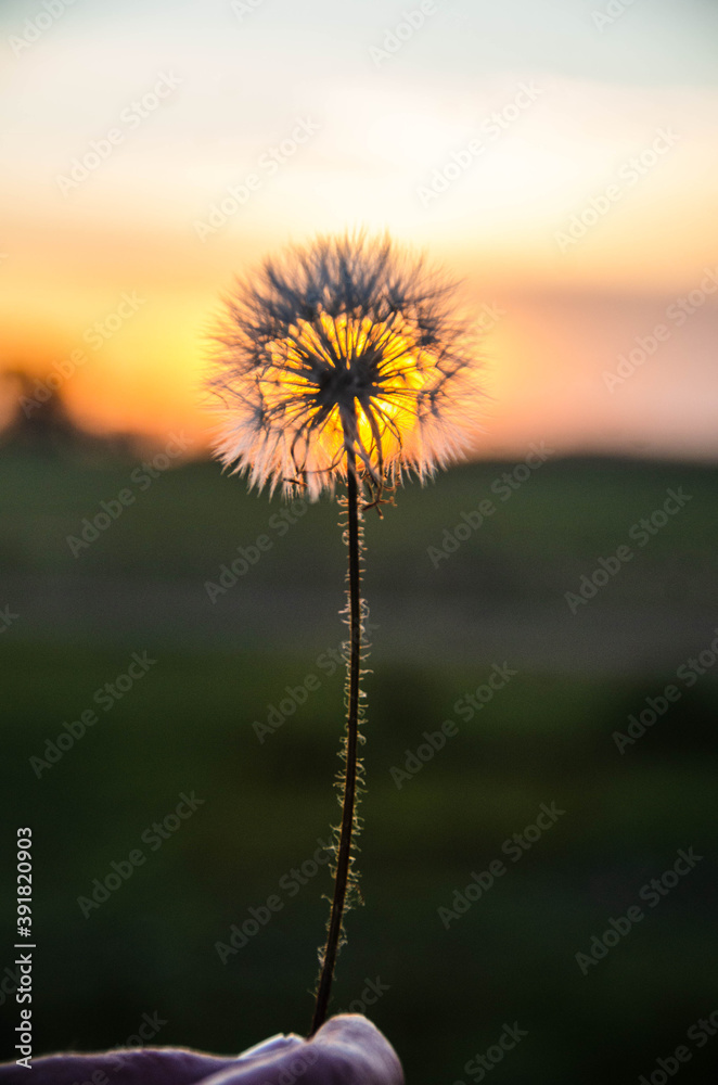 dandelion against sunset