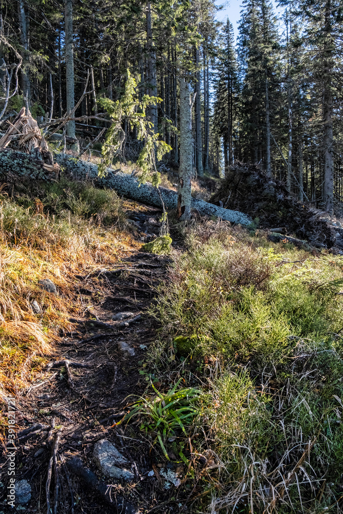 Footpath in coniferous forest, Low Tatras mountains, Slovakia