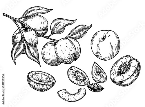Peach fruit sketch set. Vector background with peaches. Vintage eco food vector illustration. Ripe peach, peach slices. Isolated on a white background.