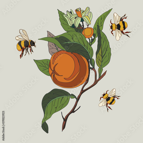 Botanical illustration of orange plant, bumblebees