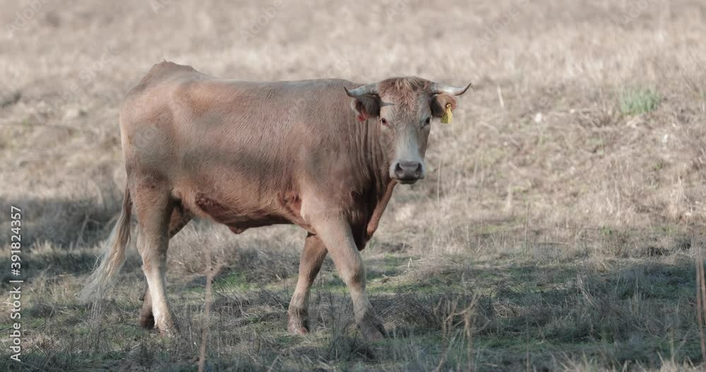 Jersey Cow Looking Into Camera While Walking In A Dry Grassland In Alentejo, Portalegre, Portugal - Medium Shot Jersey Cow Looking Into Camera While Walking In A Dry Grassland In Alentejo, Portalegre, Portugal - Medium Shot