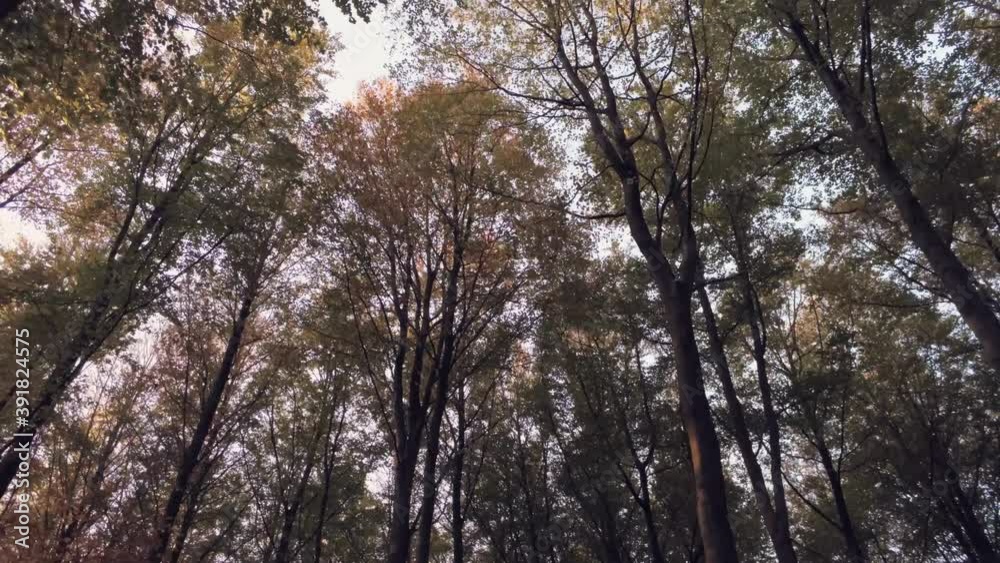 Flying below the beautiful autumn forest trees -low aerial Flying below the beautiful autumn forest trees -low aerial