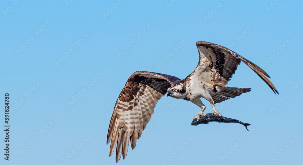 Fototapeta premium Osprey With Fish