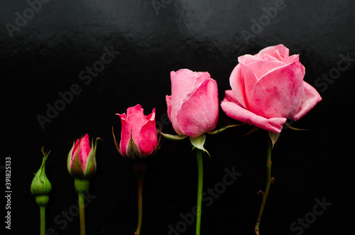 Blossoming of pink roses Fototapeta