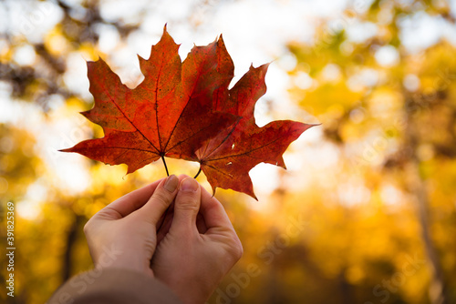 Couple in love holding with hands two red maple tree leaves in park. Concept of autumn weather and season  national symbol of Canada