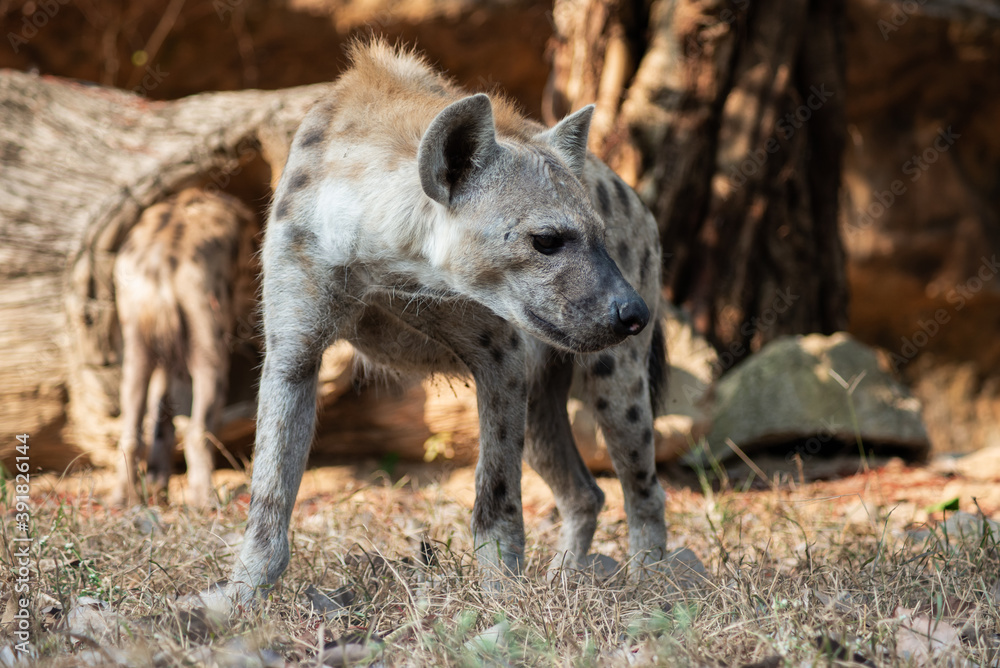 Hyena