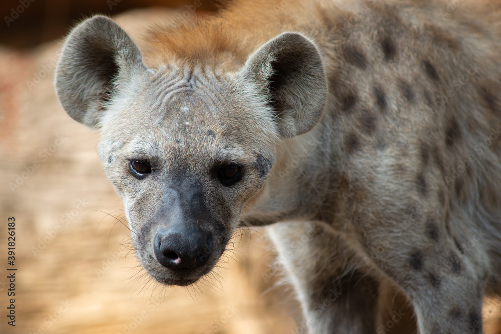 Hyena Hyena