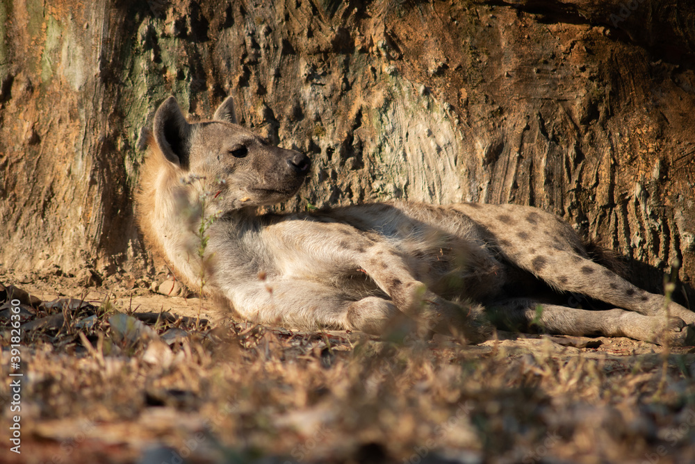 Fototapeta premium Hyena