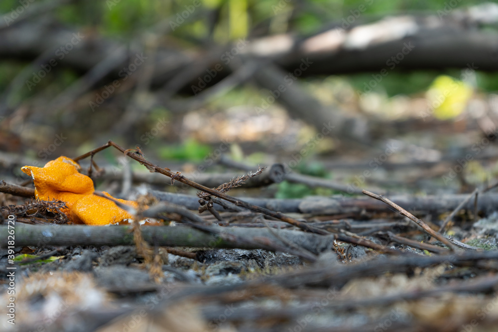 One piece of orange peel discarded and peeled onto outside floor with grey twigs and tree branches One piece of orange peel discarded and peeled onto outside floor with grey twigs and tree branches