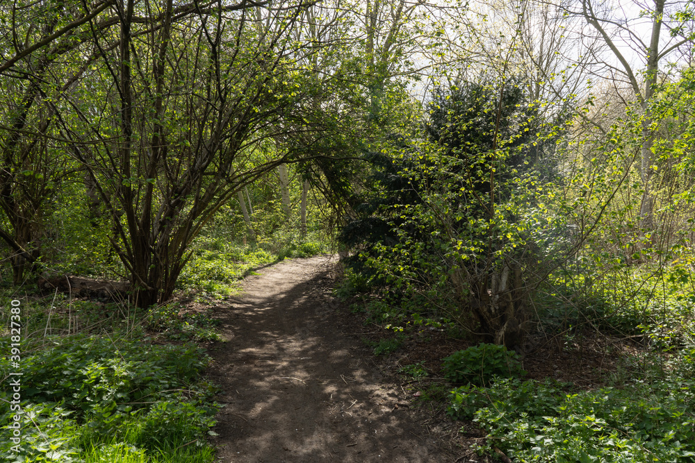 Naklejka premium Tunnel through sunny spring lit trees in community woodland in Hackney