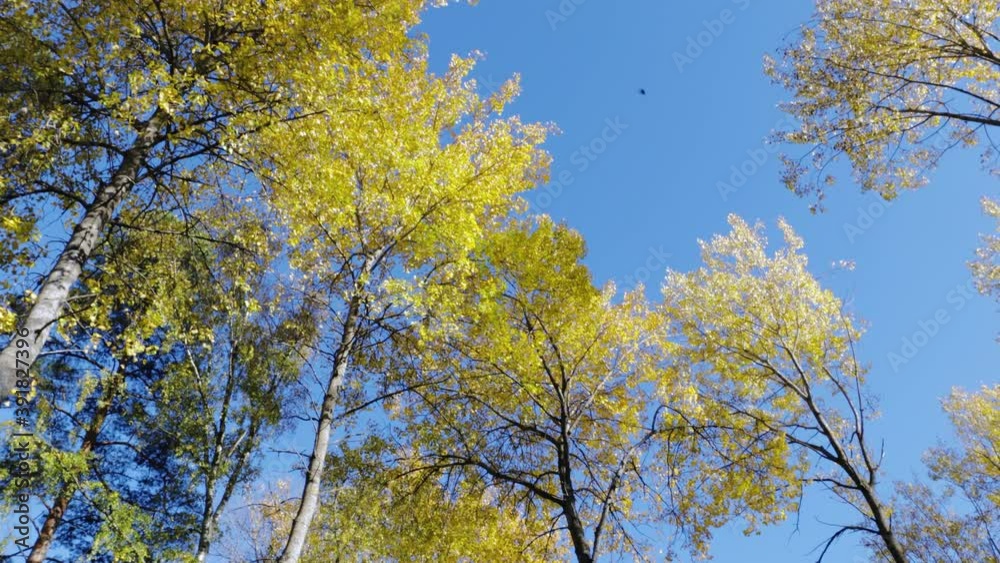 Beautiful view of over autumn colorful tree tops on blue sky background. Gorgeous nature background. Beautiful view of over autumn colorful tree tops on blue sky background. Gorgeous nature background.