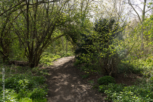 Tunnel through sunny spring lit trees in community woodland in Hackney