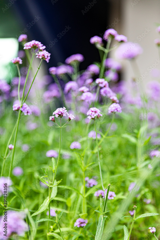 Beautiful purple flower with blur background Beautiful purple flower with blur background