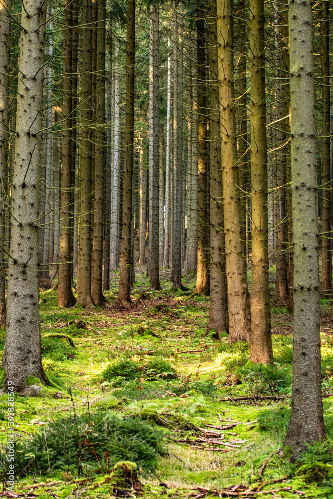 Fototapeta premium Natur