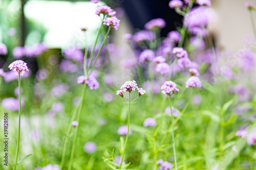 Beautiful purple flower with blur background