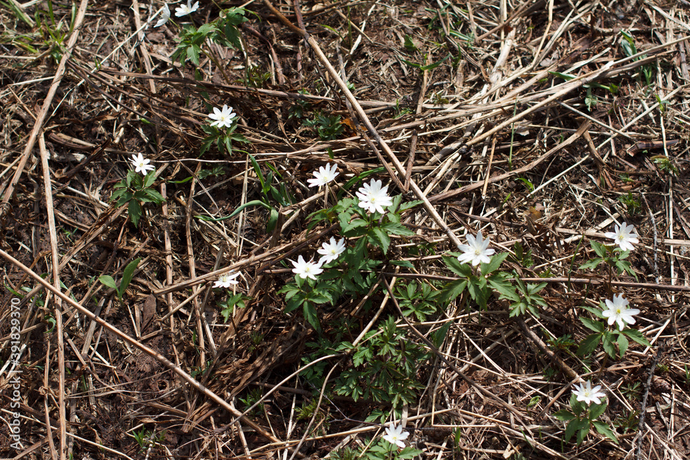 snowdrops in the forest. Rassypnaya mountain in Bashkortostan