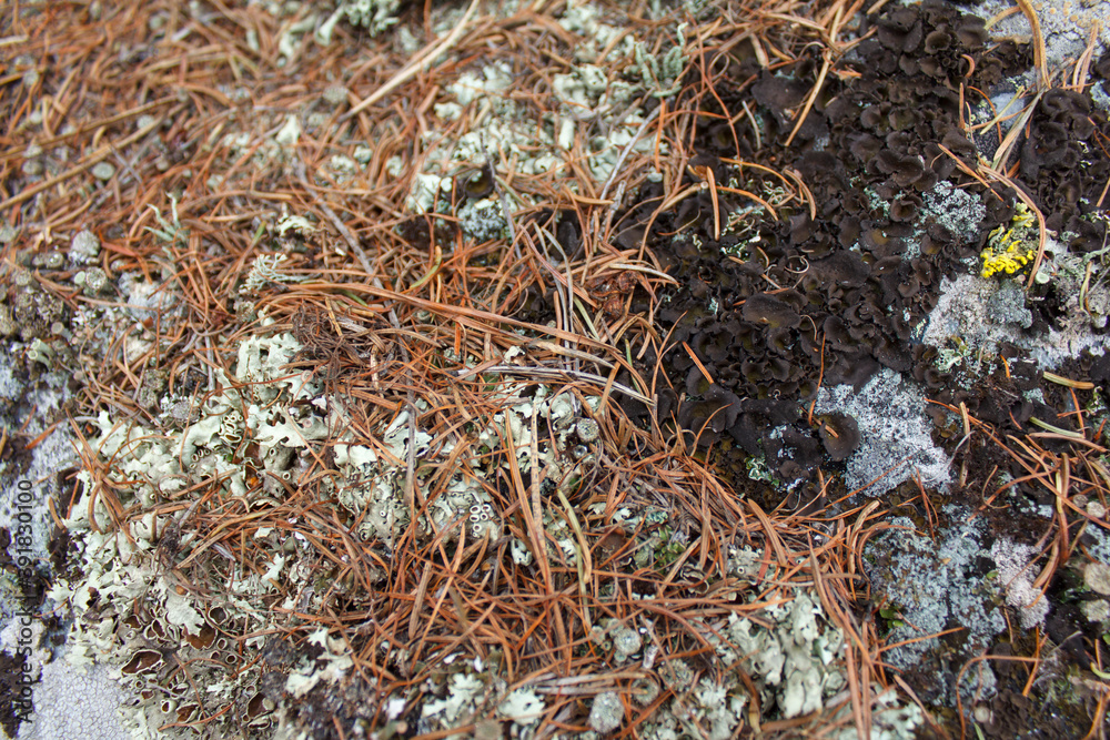 ants on the ground. Rassypnaya mountain in Bashkortostan