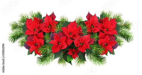 Christmas poinsettia flower...