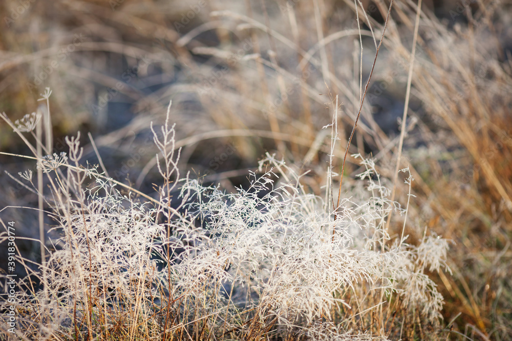 Obraz premium Hoarfrost on dry grass in meadow. Frost covered grass or wild flowers. First frost in autumn countryside meadow. Winter background. Soft fokus. Copy space