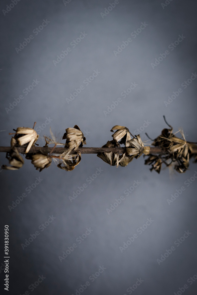 Fototapeta premium faded flowers on grey background