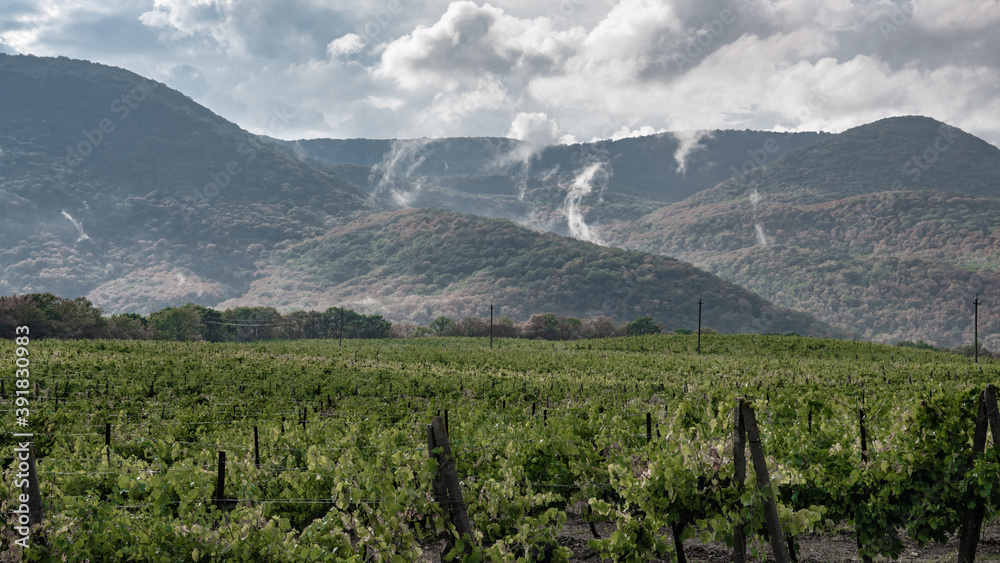 Fototapeta premium Vineyard on the background of hills covered with fog