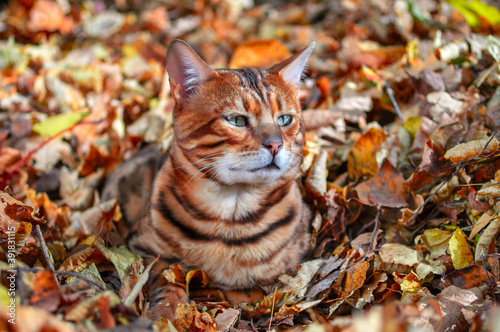 Bengal cat. Green-eyed bengal cat in the yellow fallen leaves, sunny autumn