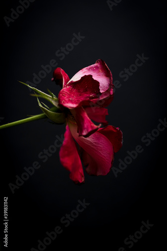 faded rose flower on black background