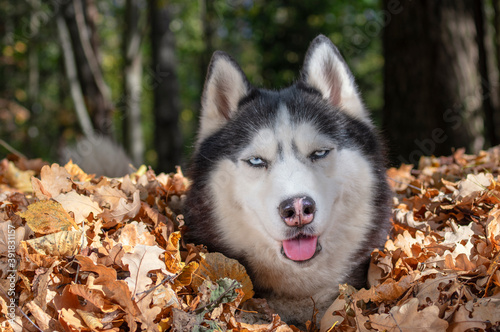 Siberian husky dog in pile of autumn yellow leaves  sunny day