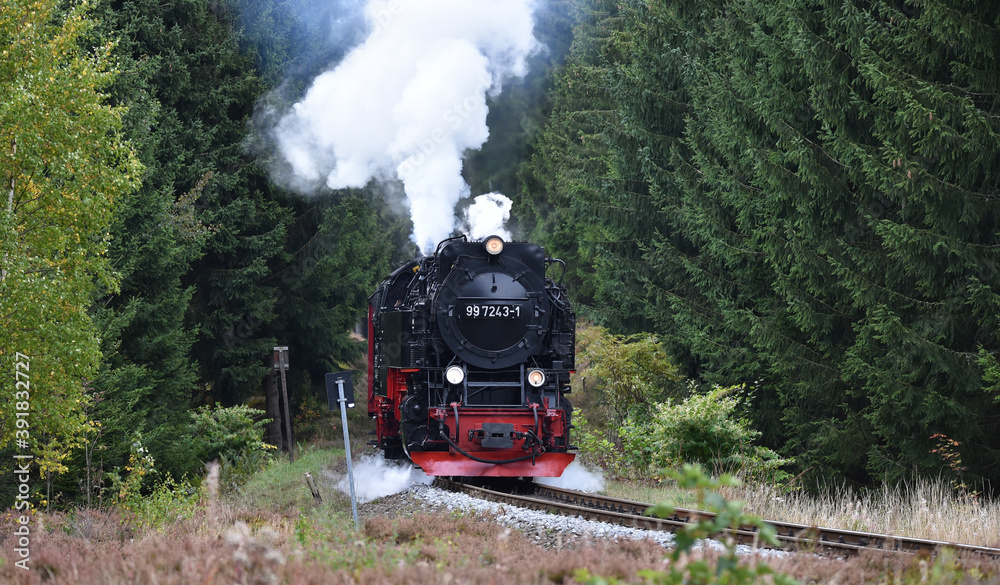 Harzer Schmalspurbahn im Fichtenwald  - obrazy, fototapety, plakaty 
