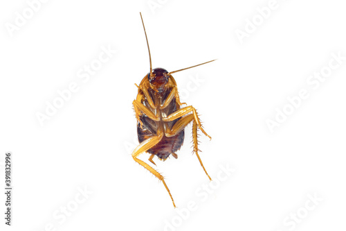 A isolated close-up, a deadly chemical upturned cockroach is an insect containing pathogens that are contaminated, dirty, live in or in dirty homes or dwellings with clipping path white background.