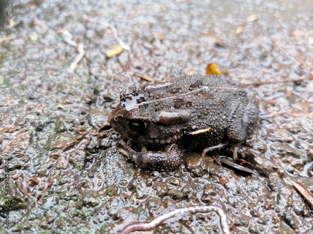 Camouflage Frog on Tar or Concrete