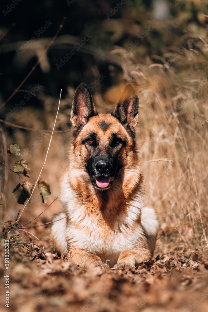 Homely cute dog on a walk in the Park. German shepherd black and red color lies in the yellow autumn forest and smiles. Beautiful portrait of a shepherd dog for a postcard or banner.