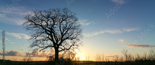 Obraz na płótnie Silhouette of an oak tree with bare stems and branches in winter, tree funeral,