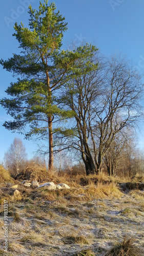 Russia, Karelia, Kostomuksha.A pine and a tree stand in a clearing dusted with snow. November, 11.20.