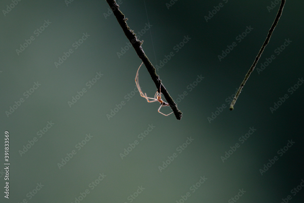 The beautiful spider, which illuminated by the sun in the backlight with long legs, weaves the net between the twigs. Very dark background, natural environment. The beautiful spider, which illuminated by the sun in the backlight with long legs, weaves the net between the twigs. Very dark background, natural environment.