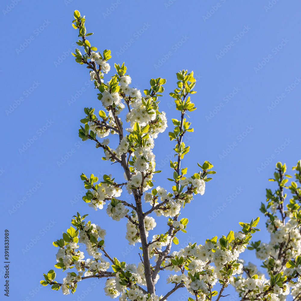 The apple tree is blooming The apple tree is blooming